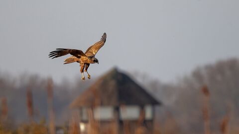 A marsh harrier hunting over the reedbeds at Hickling Broad and Marshes. You can see one of the hides blurred in the background.