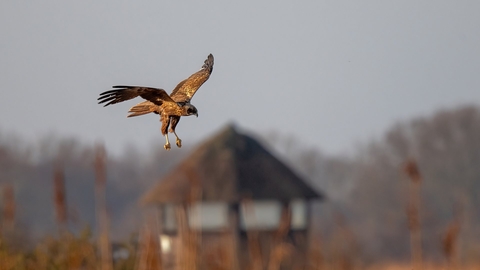 A marsh harrier hunting over the reedbeds at Hickling Broad and Marshes. You can see one of the hides blurred in the background.