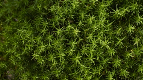 Tiny green water plants pointing upwards