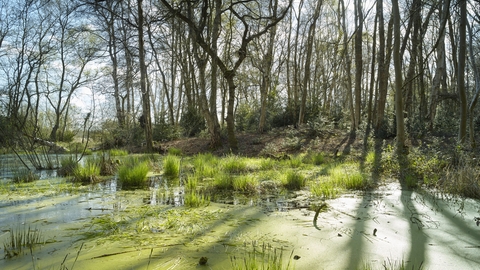 A pond filled with green vegetation in a woodland