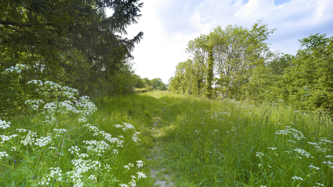 Cowslip, grass and trees along a path at Narborough Railway Line