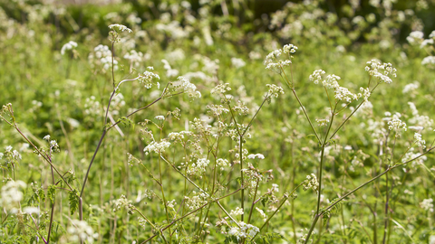 White plants at New Buckenham Common