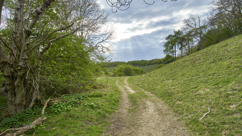 A winding path banked by trees at Ringstead Downs