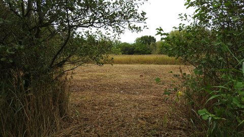 Peering through trees and vegetation to see cut reedbed at Southrepps Common