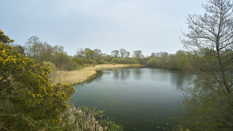 Trees and shrubs surrounding a pool at Sparham Pools