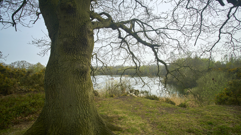 A large tree with no leaves in winter overlooking water at Sparham Pools