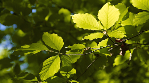 Sun is shining on spring beech leaves at Thursford Woods