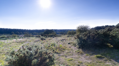 Shrubs and heather at Syderstone Common on a sunny day