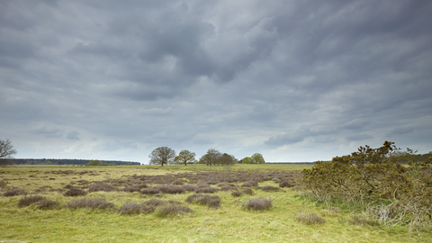 Moody cloudy skies, and a flat open reserve with grass and shrubs