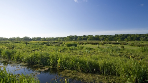 Water and grasses at Thorpe Marshes against a blue sky