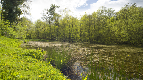 Lush green grass and trees overlooking a body of water with lots of water plants growing in it