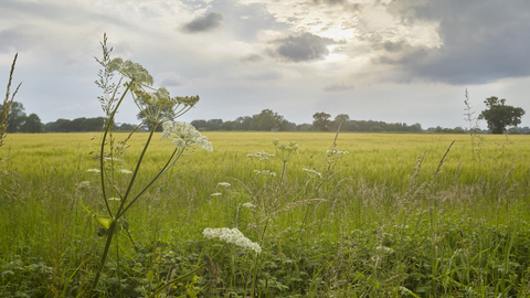 A field of grasses at Upton
