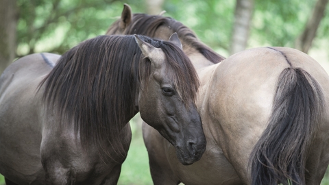 Two brown konik ponies standing together in a woodland
