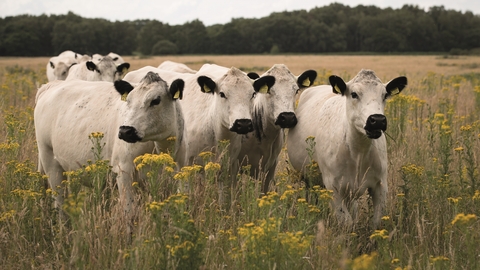 British white cattle in a field of yellow flowers