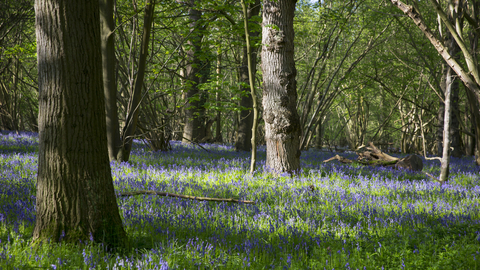 A spring woodland carpeted in bluebells on a sunny day