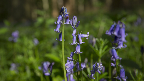 A close up photo of bluebells in a woodland