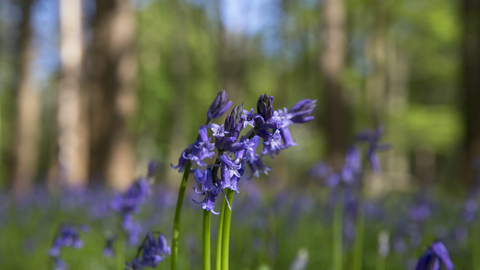 A close up photo of bluebells in a woodland
