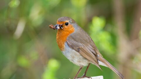 A robin sits on a perch with some food in its mouth