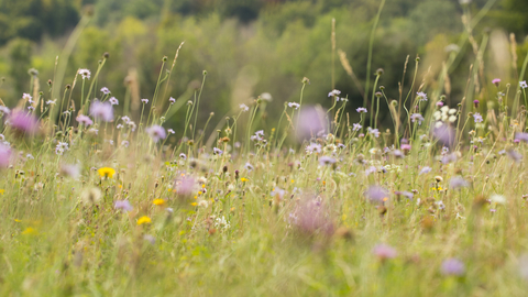 Wildflower meadow featuring purple and yellow flowers