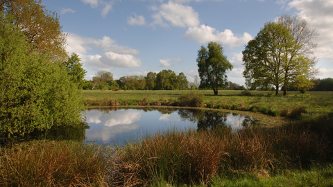 Pond in the middle of a green space, with trees surrounding it