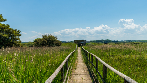 A narrow wooden path with handrails stretches out across the horizon, surrounded by fields of tall green grass