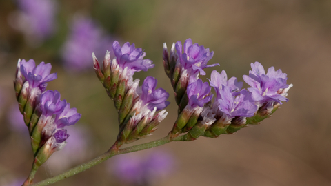 Close-up of a purple wildflower