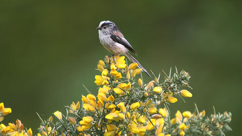 A long-tailed tit perched on yellow gorse at Sweet Briar Marshes 