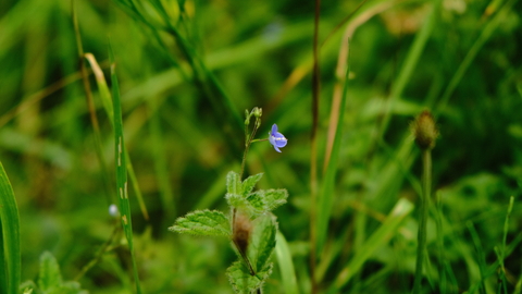 A purple-blue wildflower grows amongst green grass