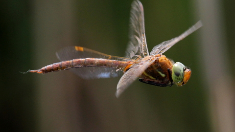 A dragonfly in flight. It is rusty brown with a green head