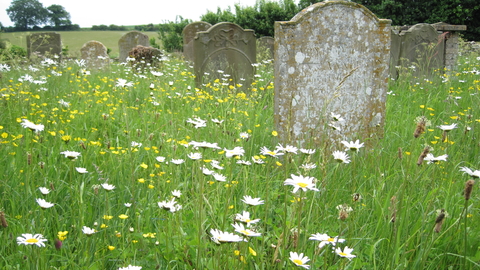 Churchyard with oxeye daisies and gravestones