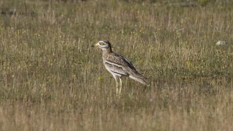 Stone curlew standing in a field at Weeting