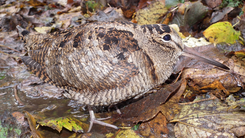A brown woodcock bird merging in with its background