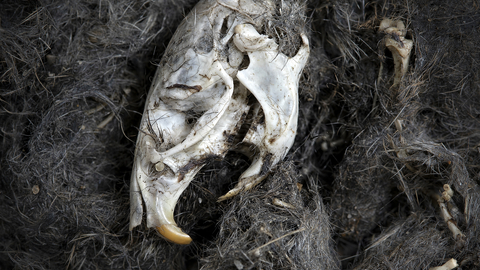 A barn owl pellet in close-up