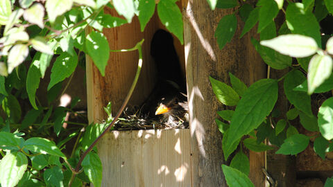 A wooden bird box in a tree, with a bird sitting inside it
