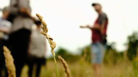 Grass in the foreground with blurred view of people on a guided walk behind