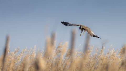 A marsh harrier hunting over a reedbed. 