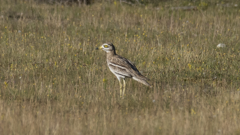 A stone curlew standing in a grassy field