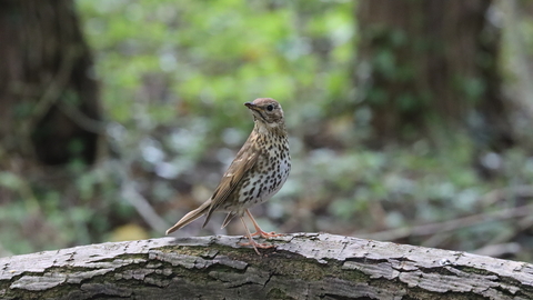 A song thrush on a log at Sweet Briar. 
