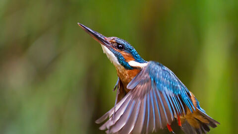 A kingfisher hovering close to the camera, looking upwards, in front of a blurred background