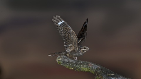 A nightjar with it's wings outstretched, perched on a bare branch. It has a white stripe on the tips of it's wings and brown mottled feathers.