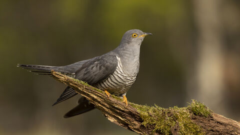 cuckoo on branch