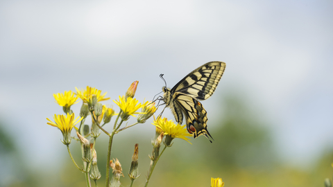A swallowtail butterfly on a yellow flower