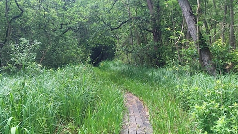 Photo of a boardwalk at Upton Broad and Marshes