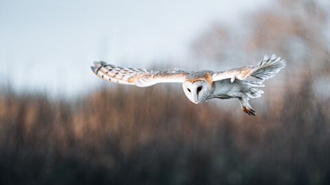 Barn owl in flight with wings outstretched