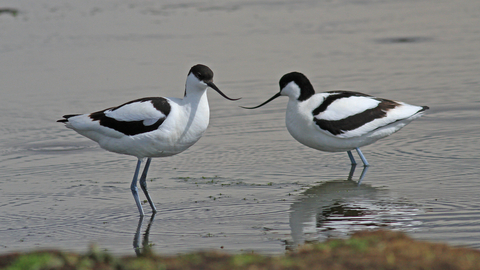 Two avocet facing each other in the water, with their long beaks visible