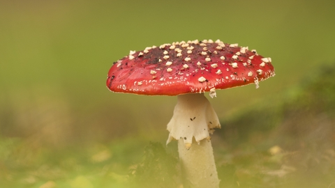 Fly agaric fungi in grass. The fungus has a round rep top and white stalk