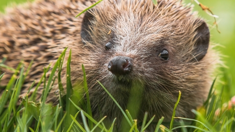 A hedgehog sits in the grass, lifting its face