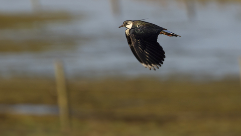 A lapwing flying. It has thick rounded wings with white tips, a white head, short bill and spikey quiff on its head.