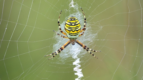 Brightly coloured and striped wasp spider in a web, with its legs outstretched