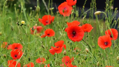 A clump of bright red poppies among the grasses at Hickling.